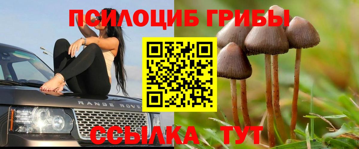 Псилоцибиновые грибы Cubensis Омск